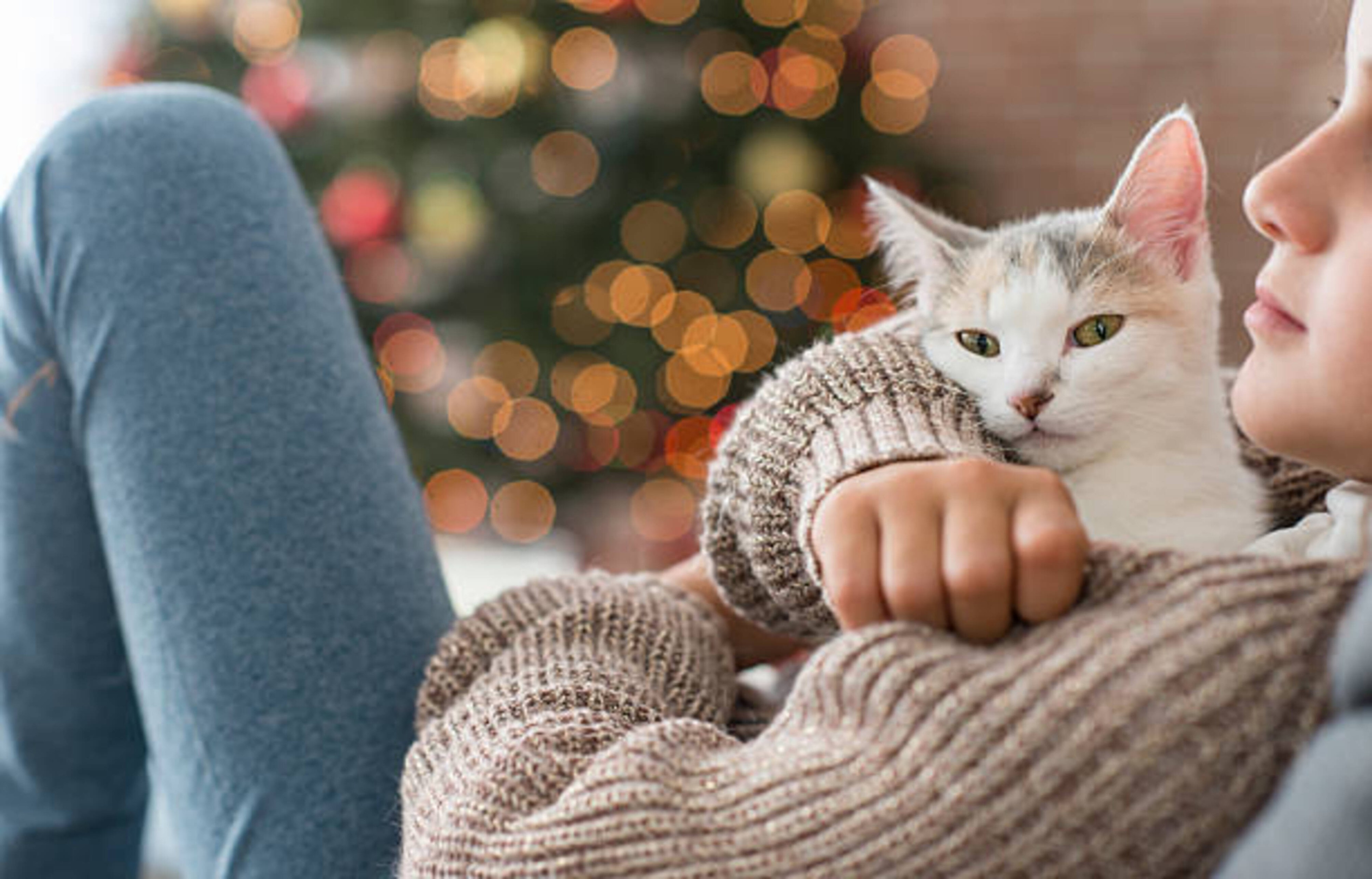Noël avec son chat : conseils, idées cadeaux et magie des fêtes