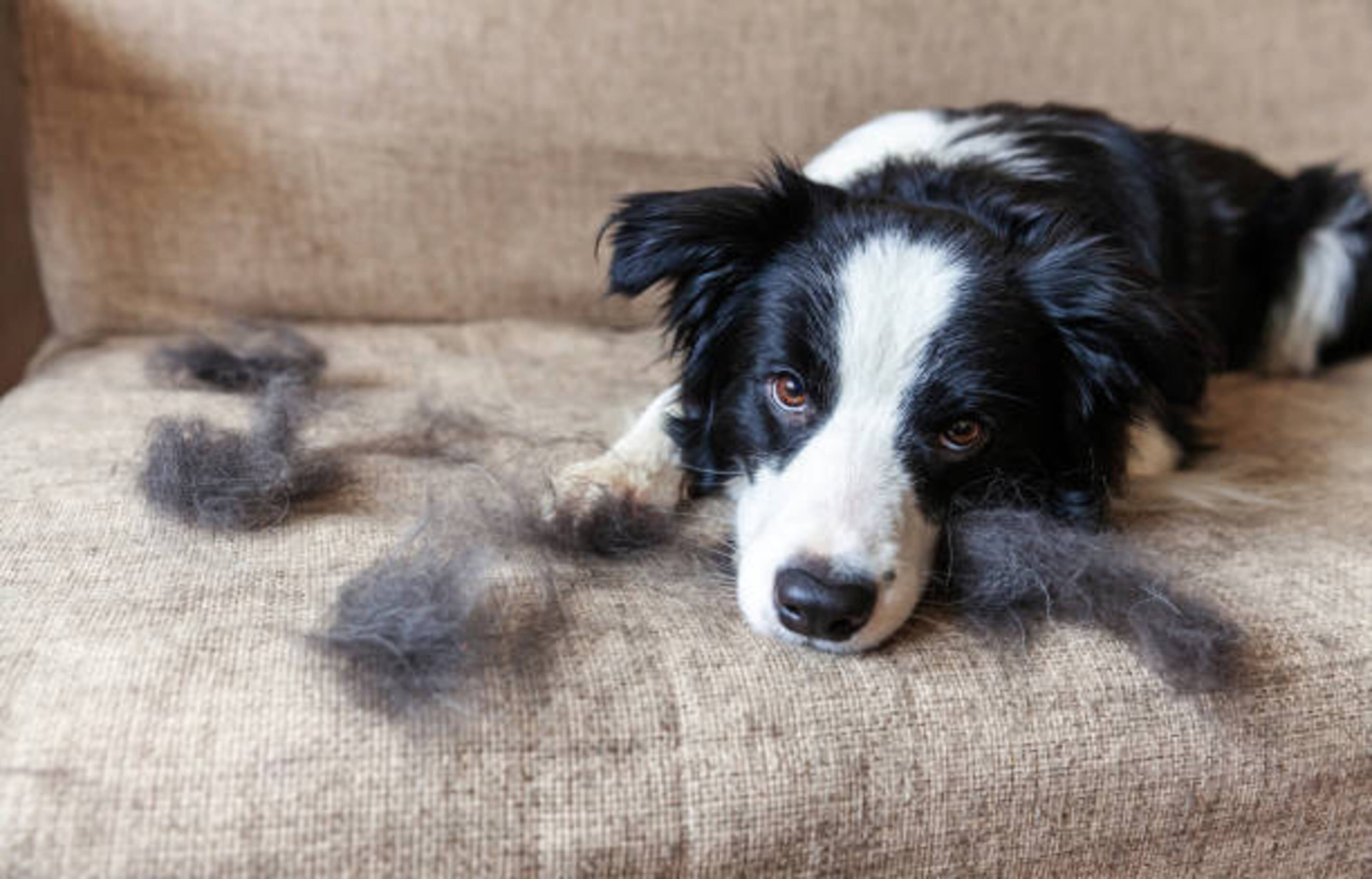 Mue du chien : comprendre la perte de poils et adopter les bons gestes