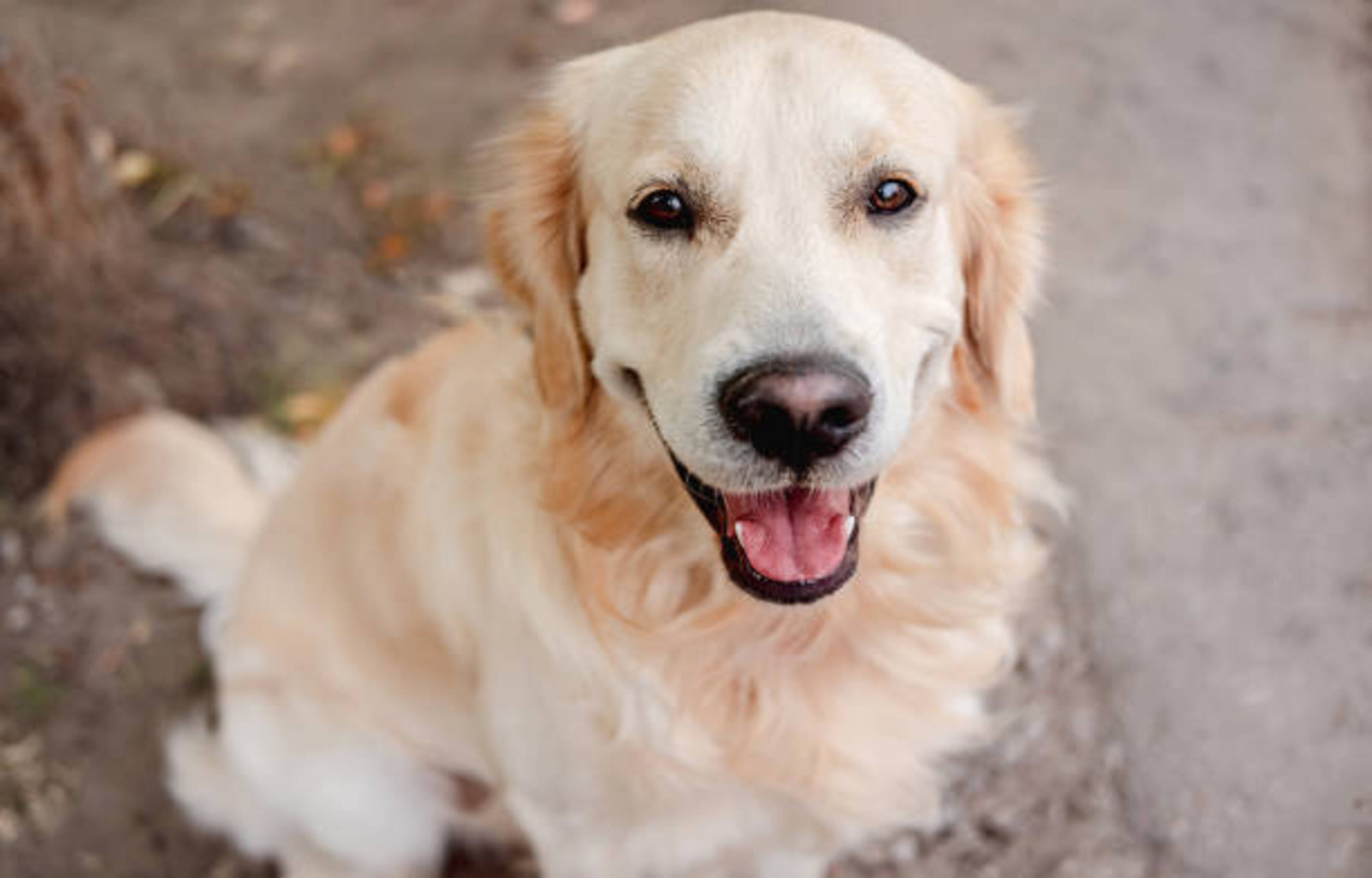 Golden Retriever : caractère, éducation, besoins et conseils