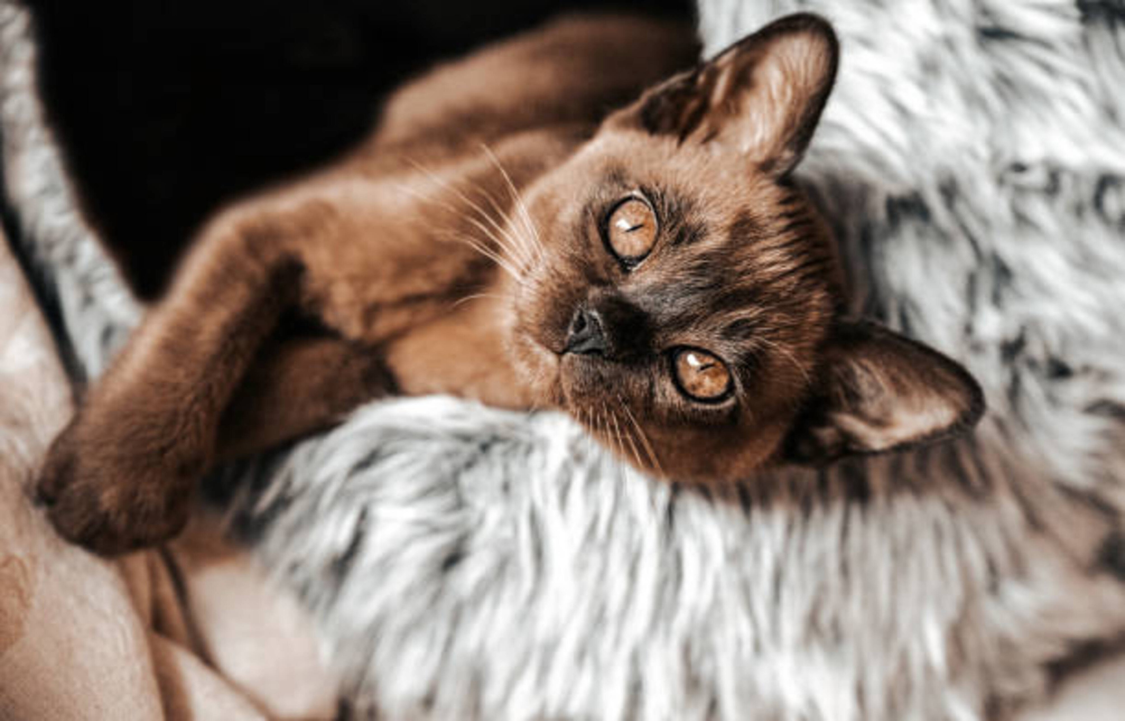 Races de chat : le guide complet pour trouver le compagnon idéal