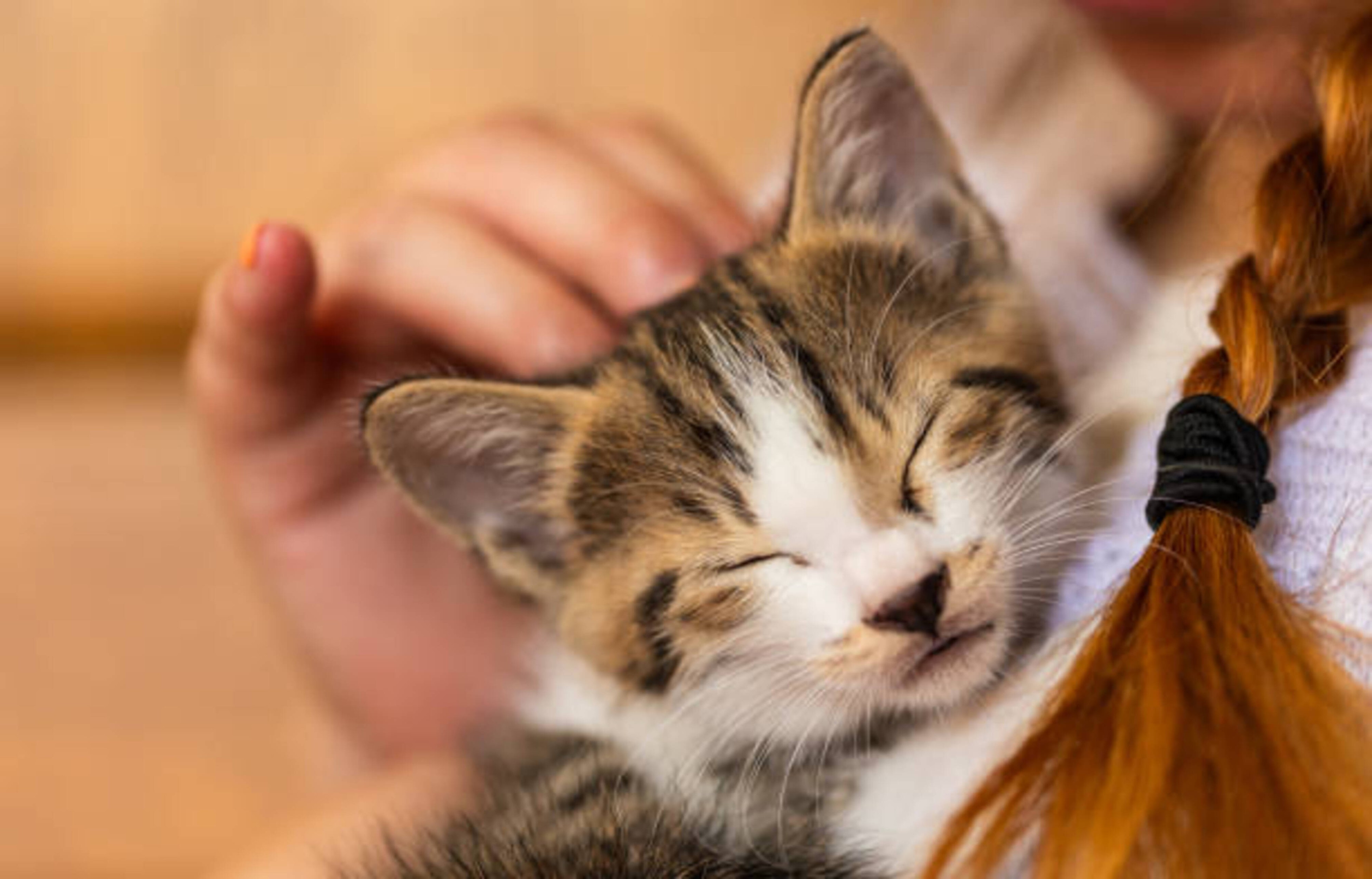 Adopter un chaton : les conseils essentiels pour bien l’accueillir