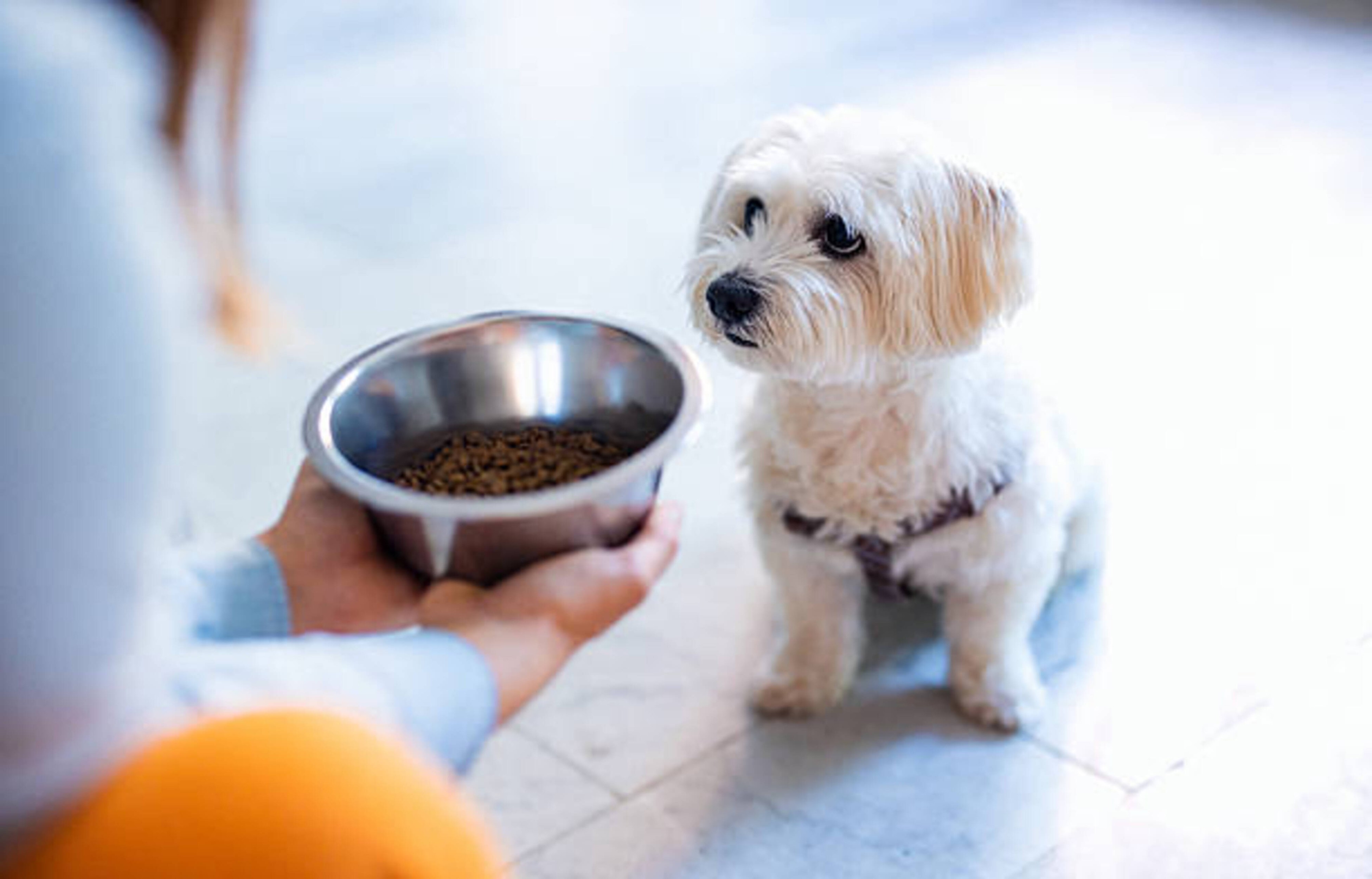 Comment bien organiser les repas de son chien ?