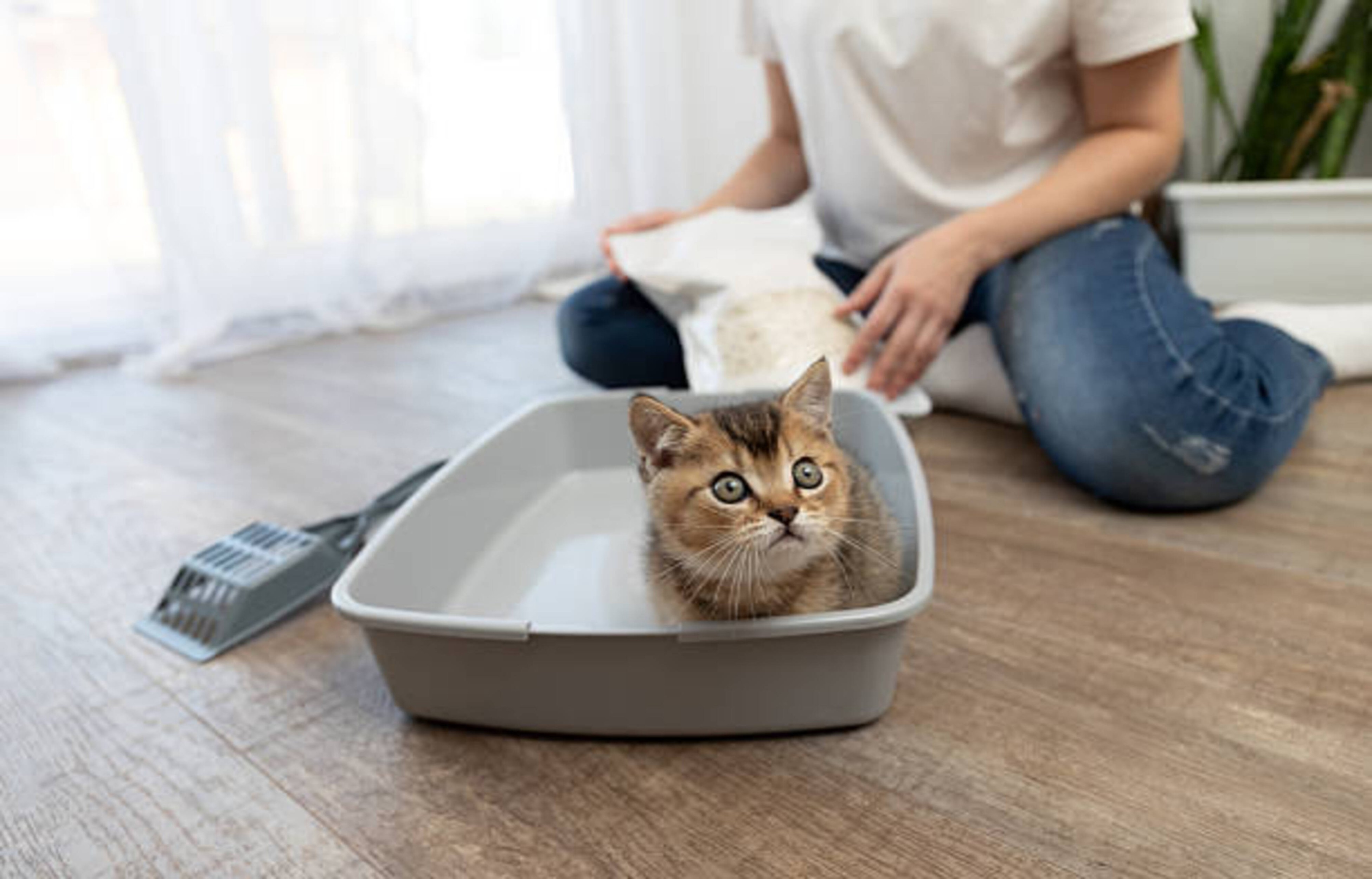 Comment apprendre la propreté à votre chaton ?