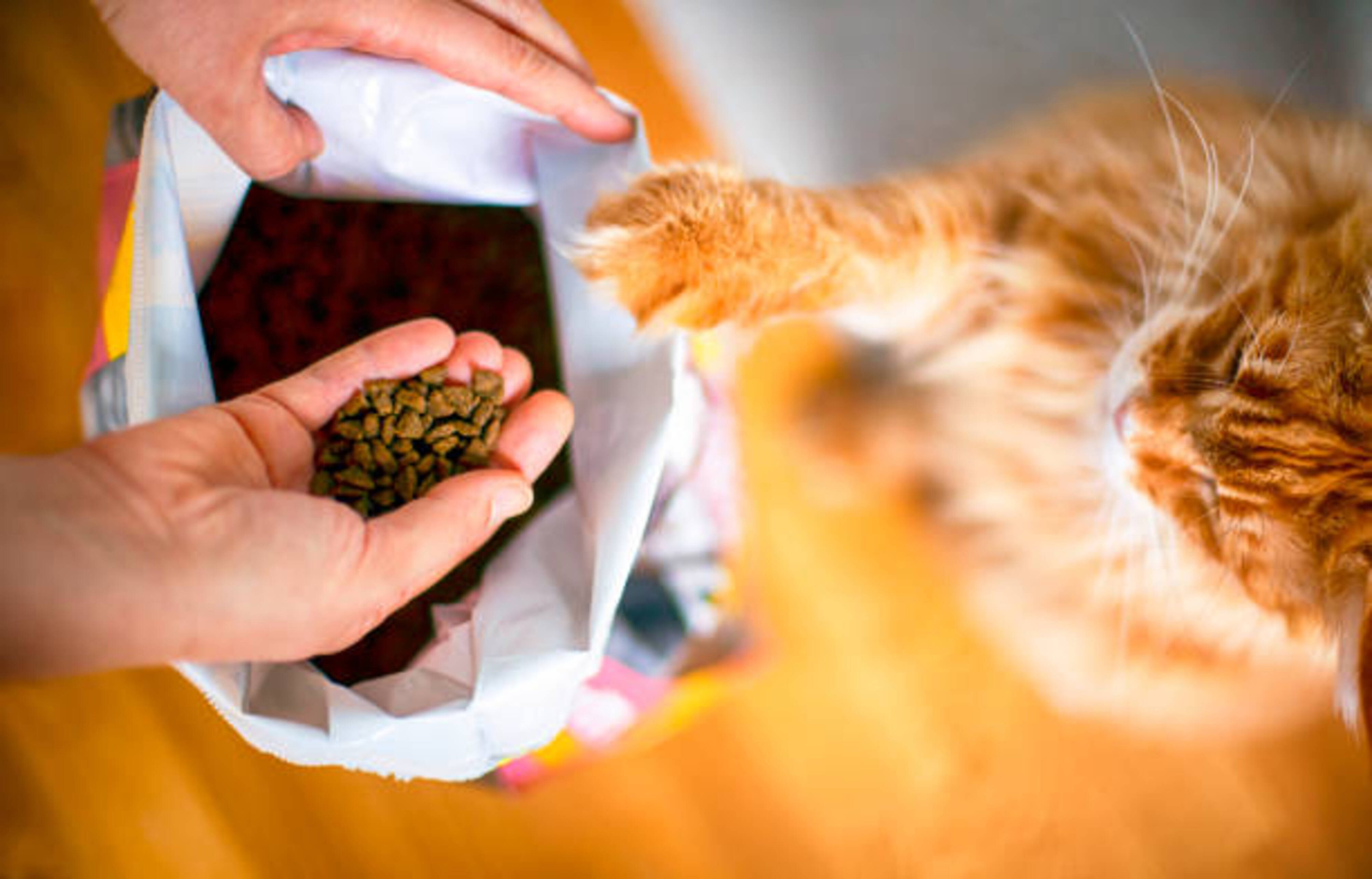 Comment bien conserver les croquettes de son chat ?