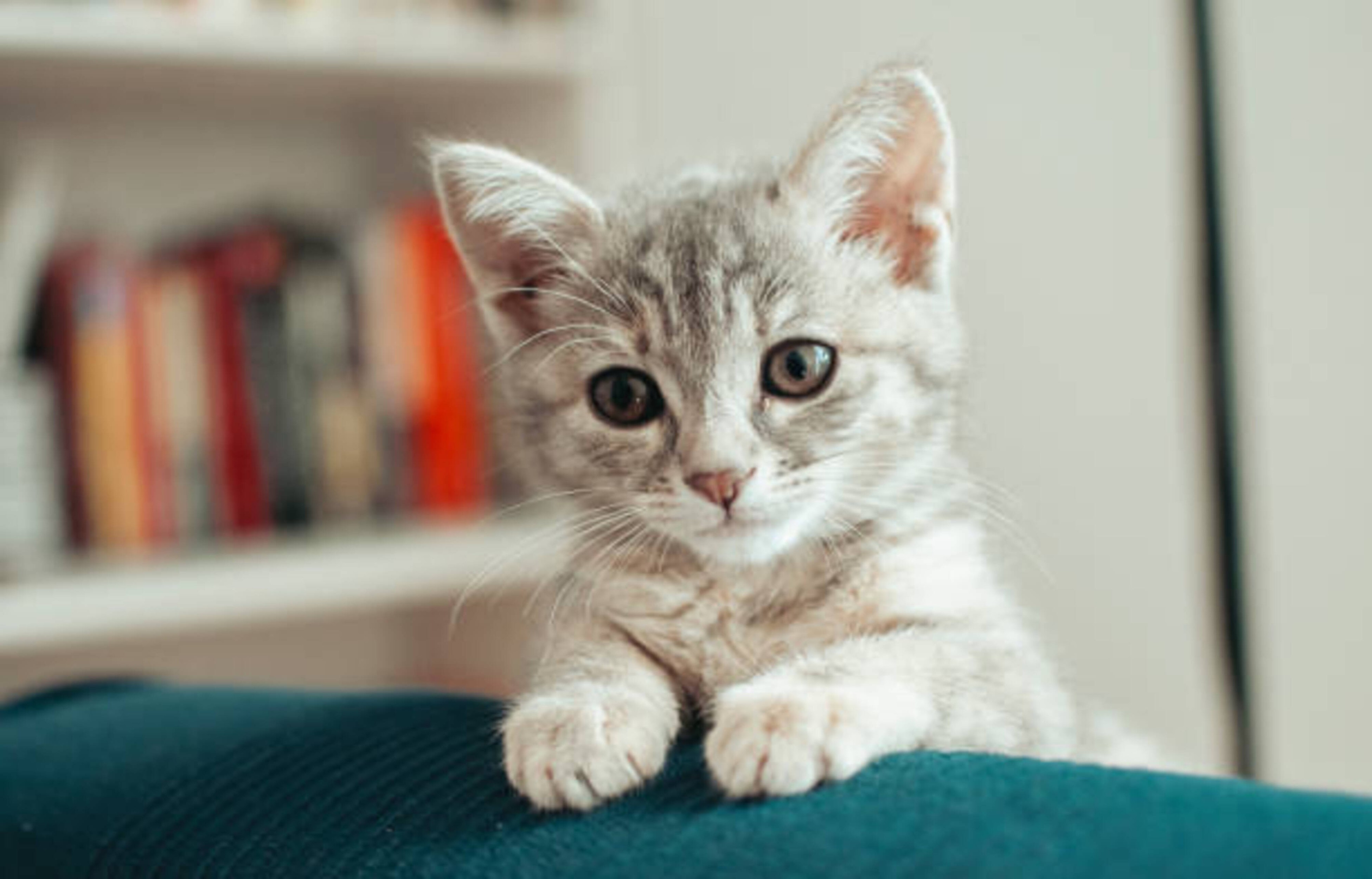 Comment éduquer un chaton ? Les bonnes pratiques à adopter