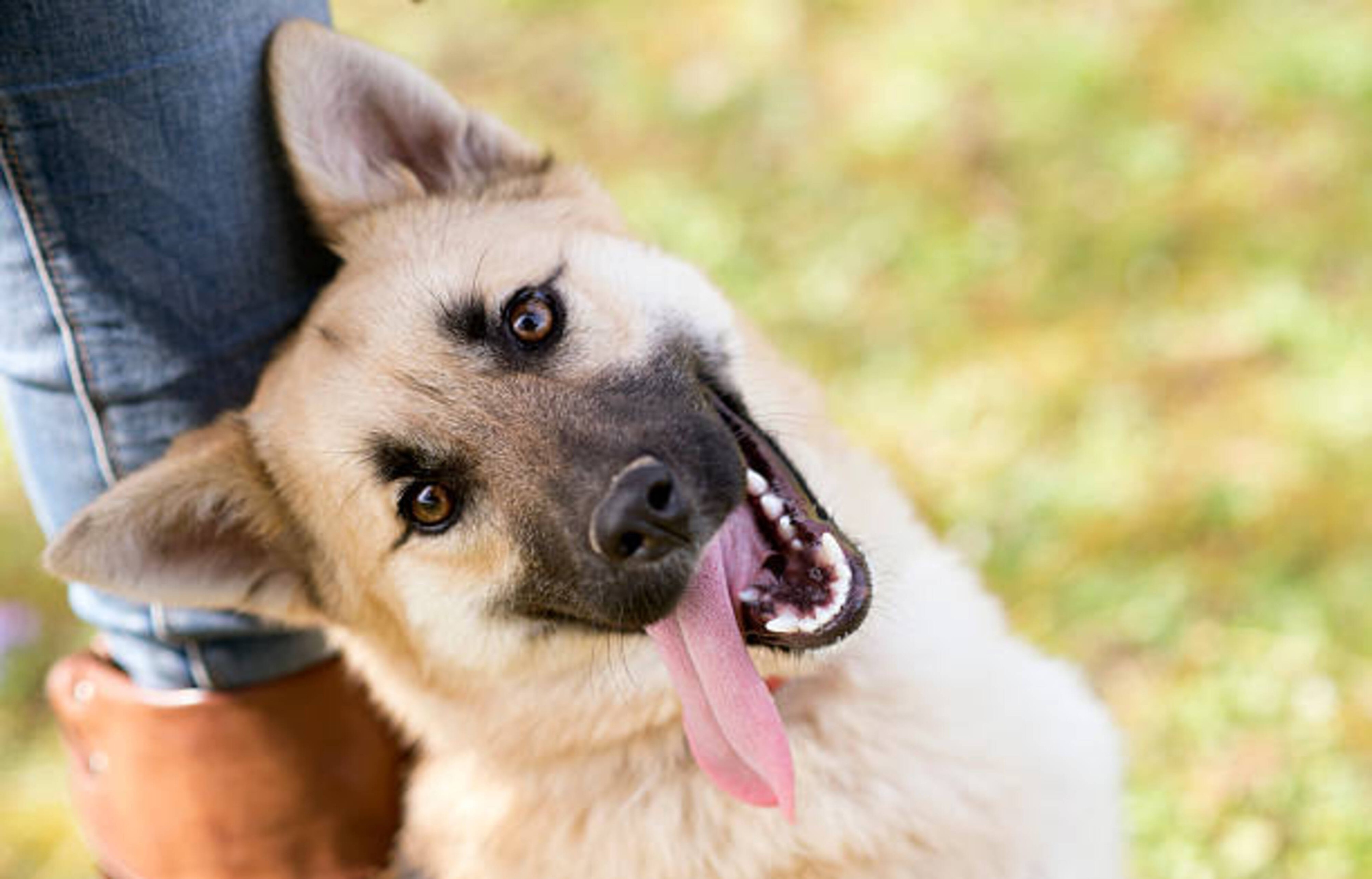 Races de chien : partez à la découverte de votre futur compagnon