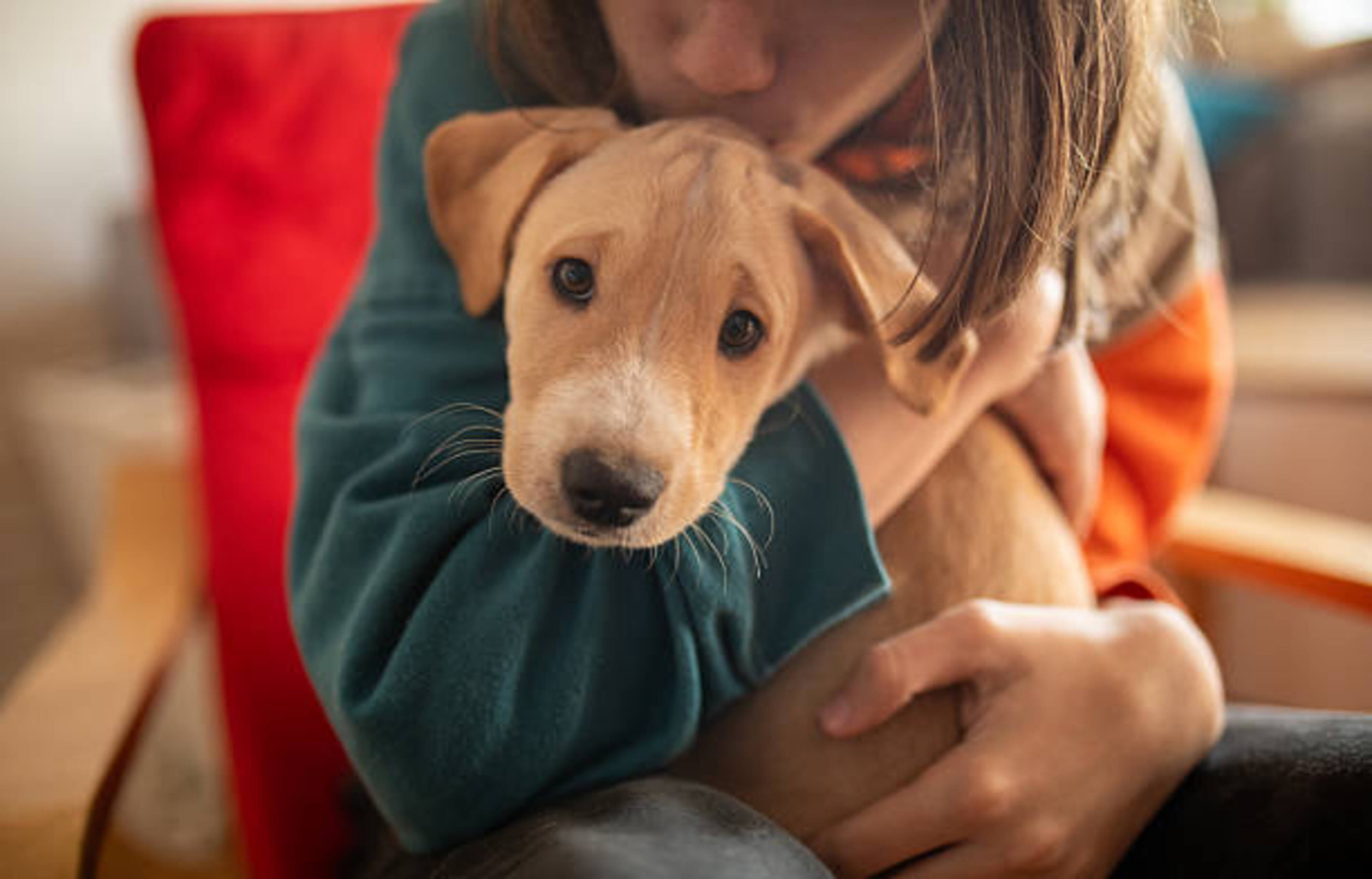 Adopter un chiot : comment bien préparer son arrivée ?