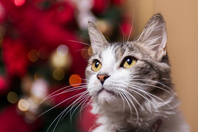 Produits de qualité pour chiens et chats